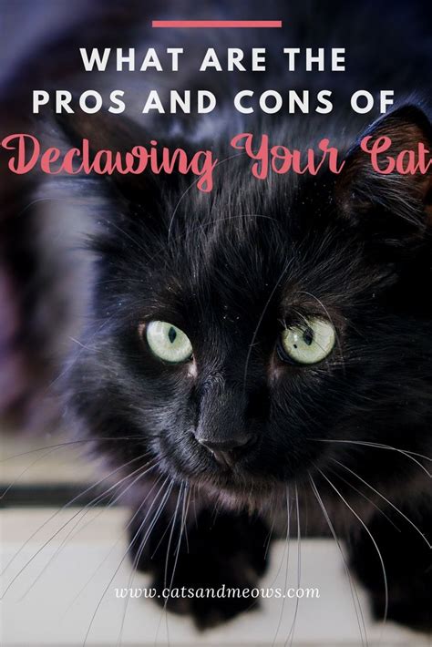 What Are The Pros And Cons Of Declawing Your Cat Cats And Meows