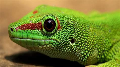 Green Iguana Iguana Reptile Lizard Green Hd Wallpaper Pxfuel