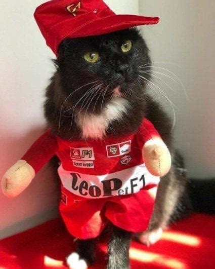 Funny Outfits For Cats 20 Most Funny Clothes For Cats