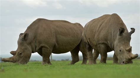 Rhino Rescue Scientists May Hold Key To Saving Northern White