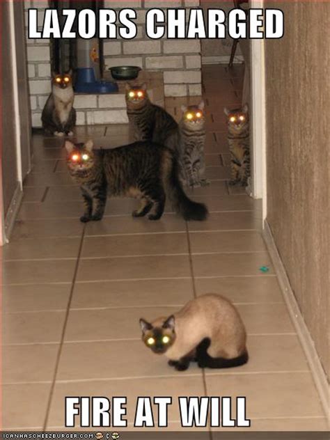 Scary Cats Eye Ccs Blog For Meooow