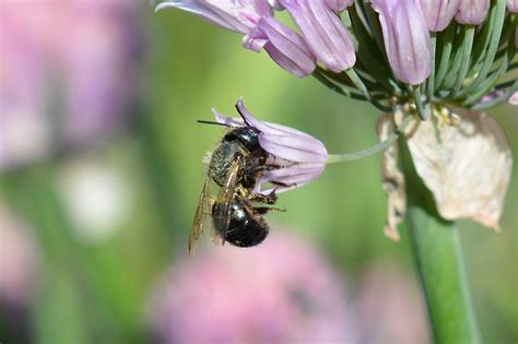 Oak and birch trees grown from. Mason Bees - Native Beeology