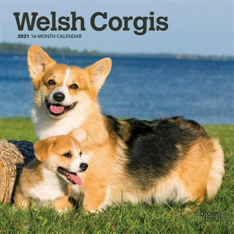 Welsh Corgis Mini Wall Calendar
