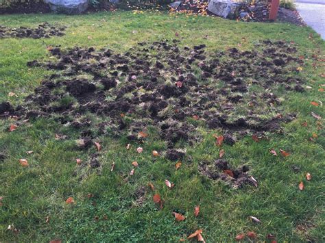 Do Rats Dig Holes In Your Lawn A Pictures Of Hole 2018