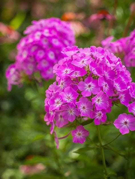 Not all perennials need full sun to do well. 16 Flowering Perennials That Will Add Color to Your Garden ...