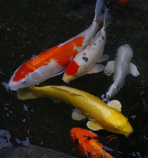 Search The Best Koi For Sale Near You With Wholesale Koi Farm Our Koi