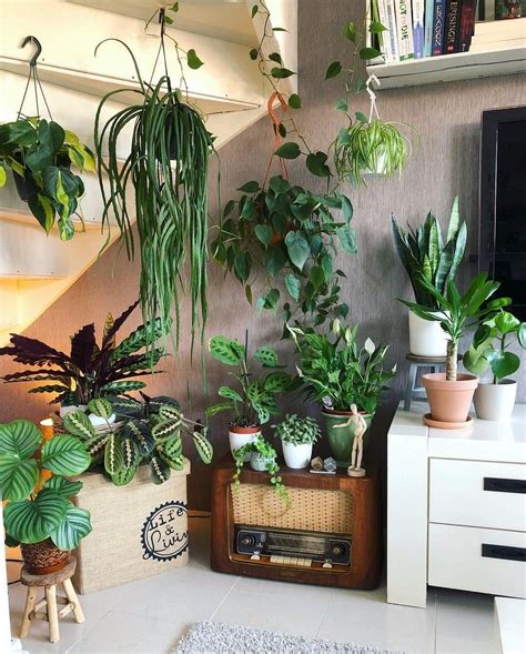 Pin By Barbarab On Jungalows Best Indoor Plants Indoor Office Plants