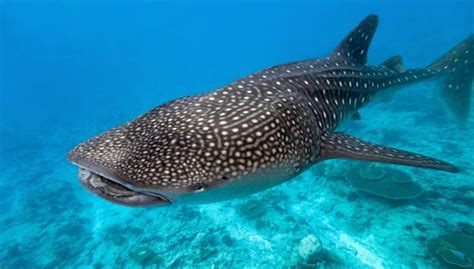 Whale Sharks Spotted On Floridas Gulf Coast Southern Boating