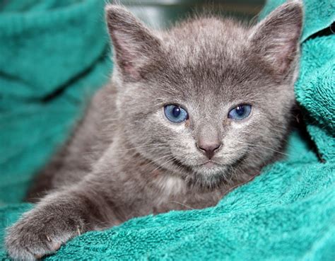 Grey Blue Eyed Kitty Grey Kitten Crazy Cats Cute Animals