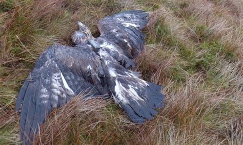 Golden Eagle Found Poisoned On Angus Grouse Moor Raptor Persecution Uk