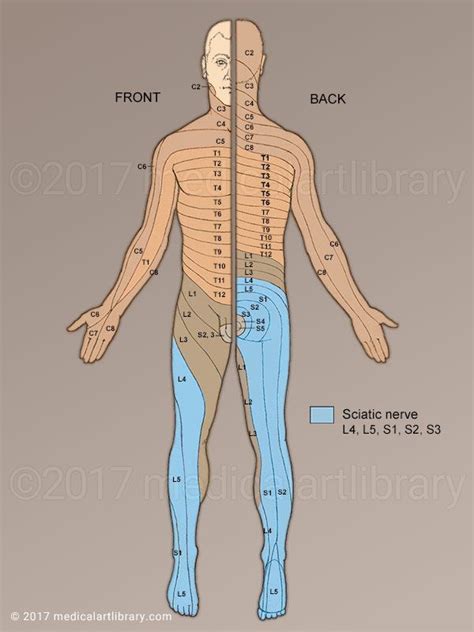 License Image Sciatica Refers To The Symptoms Of Pain Numbness
