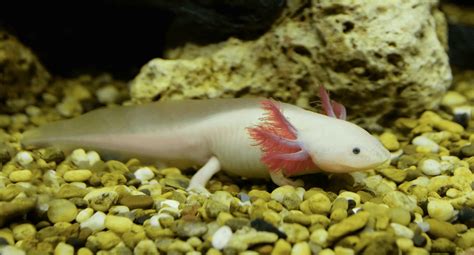 What Colour Will My Axolotls Be Rankiing Wiki Facts Films Séries