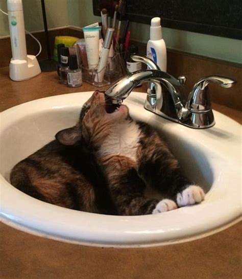 These Cats Legitimately Love Water 30 Pics
