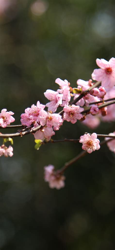 Download 1125x2436 Wallpaper Blur Bokeh Cherry Blossom Spring