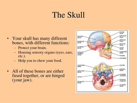 Your answer is 33 bones. PPT - Bones and The Skeletal System PowerPoint Presentation, free download - ID:816237