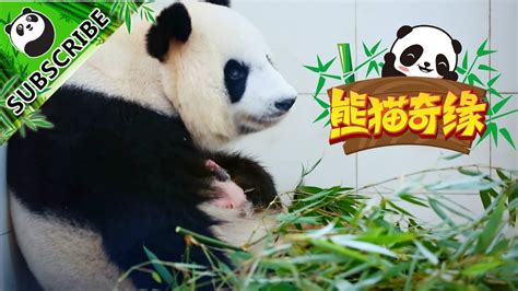 Ipanda Recommends Full Video Of Panda Giving Birth And Breeding Youtube