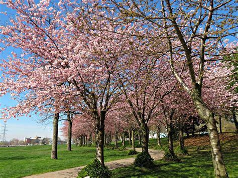 Spencer Smith Park Burlington On Cherry Blossoms Snuffy Flickr