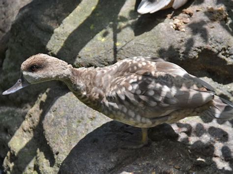 Marmaronetta Angustirostris Marbled Teal In The Maryland Zoo In Baltimore