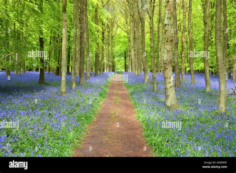 Bluebells In Spring Hertfordshire England Hi Res Stock Photography And