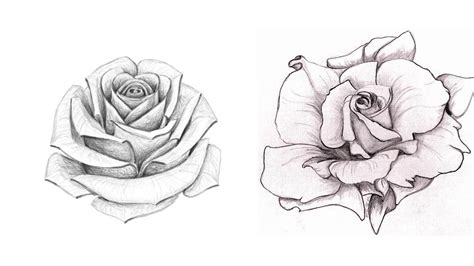 Rose Drawing Reference And Sketches For Artists