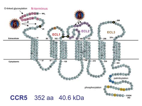 That several other genes can perform the same function.'4. Natural anti-CCR5 antibodies in HIV-infection and ...