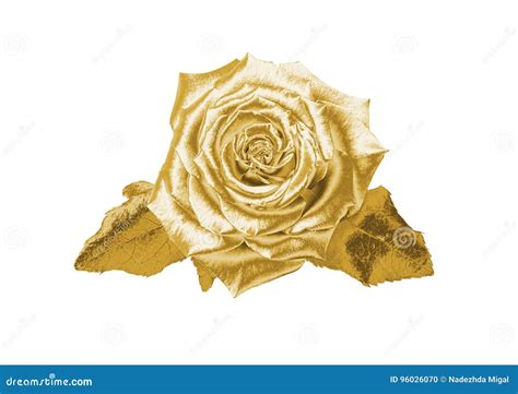 Gold Rose Stock Photo Image Of Flowers Closeup Flora 96026070