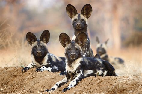 Remembering Wildlife Launches Campaign For African Wild Dogs Book