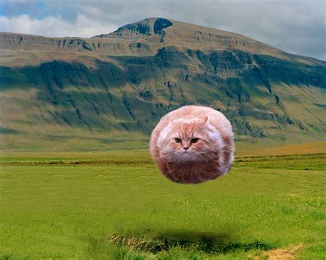 Floating Ball Cat Photoshop Bus Stop Landmarks