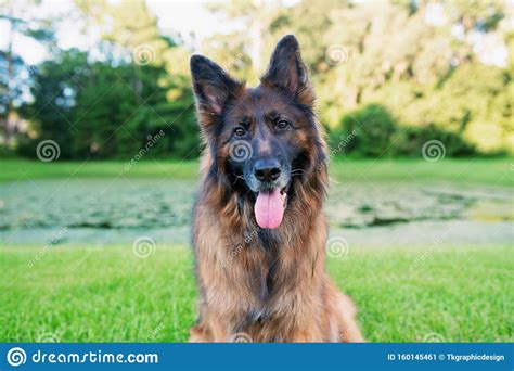 Long Haired Red And Black German Shepherd Dog Outdoors On Green Grass