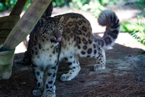 Snow Leopard - Oglebay : Oglebay