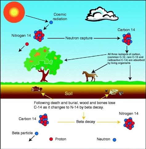 The method uses isotopes of carbon, and can determine the age of materials as old. Meaning of carbon dating in english - Free Dating Portal ...