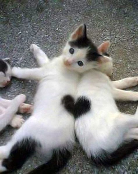 Heart Kittens Teh Cute