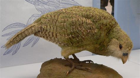 Lets Draw Endangered Species Kakapo