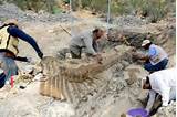 Pictures of First Dinosaur Fossil Found In Usa