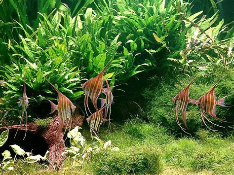 Amano aquariums are a japanese style minimalistic natural garden under water introduced by takashi amano in the glorious 90's. Aquascaping from Takashi Amano | Nature aquarium ...