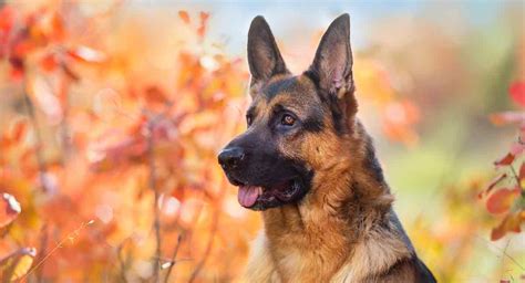 German Shepherd Temperament Traits Personality And Behaviors