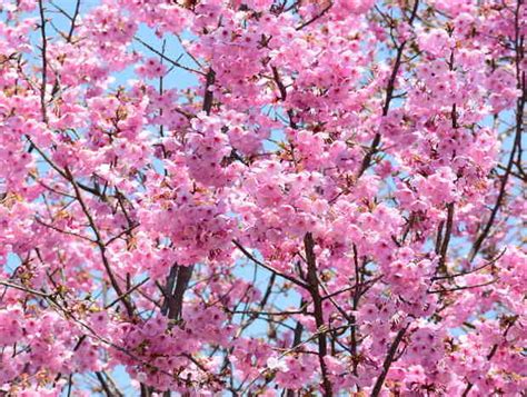 Cerisier Du Japon Culture Et Floraison
