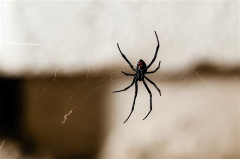 Widow Spiders Pest Control