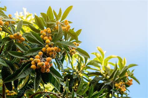 Loquat Leaf For Much More Than Just Coughs East West School Of