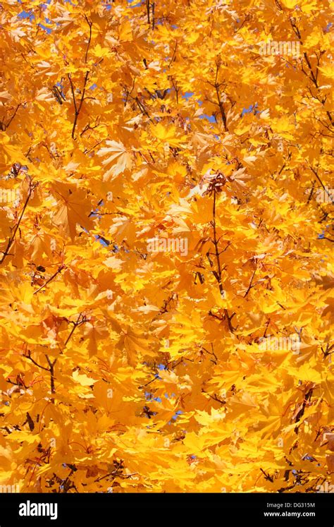 Foliage Background Hi Res Stock Photography And Images Alamy