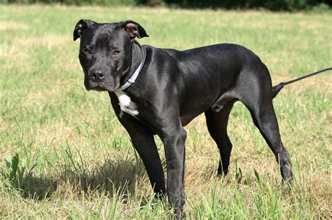 Pitbull mischling, terrier pitbull mix, types of pitbull mixes, bull terrier mix, american pitbull terrier for sale, american pit bull terrier temperament, petfinder. Baghira (American Staffordshire Terrier - Mischling, 5 ...