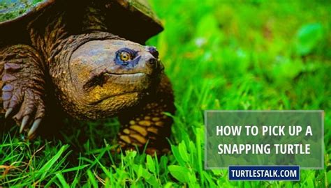 How To Pick Up A Snapping Turtle The Most Effective Way To Handle Them