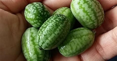 What Are These Mini Melons Imgur