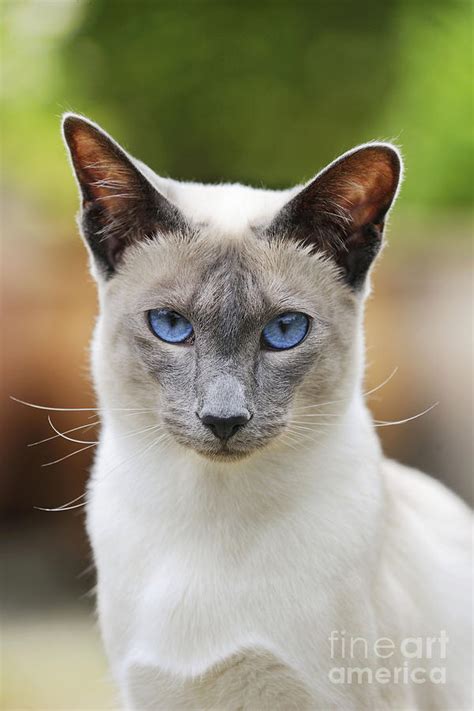Blue Point Siamese Cat Photograph By John Daniels Pixels