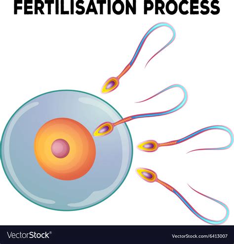 diagram of fertilisation process royalty free vector image