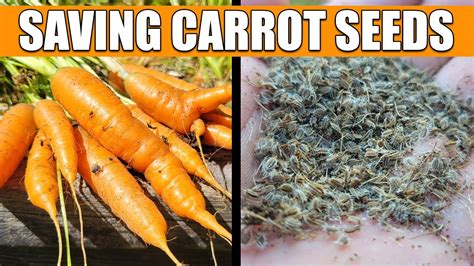 How To Save And Store Carrot Seeds Youtube