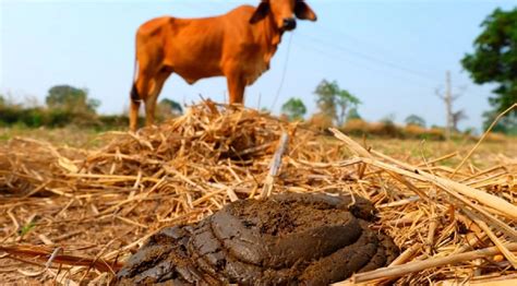 Poultry Manure Vs Cow Dung Whose Sht Is A Better Fertilizer For Crops