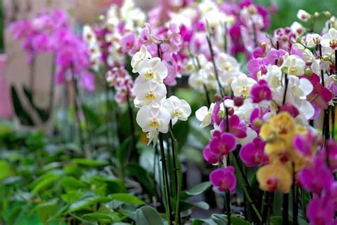 Gardencenter Como Cuidar De Orquídeas Sem Flor