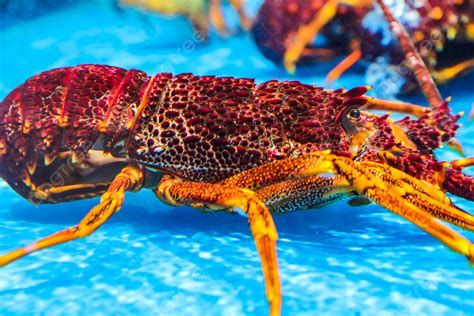 Delicious Australian Lobster Background Seafood Australian Lobster