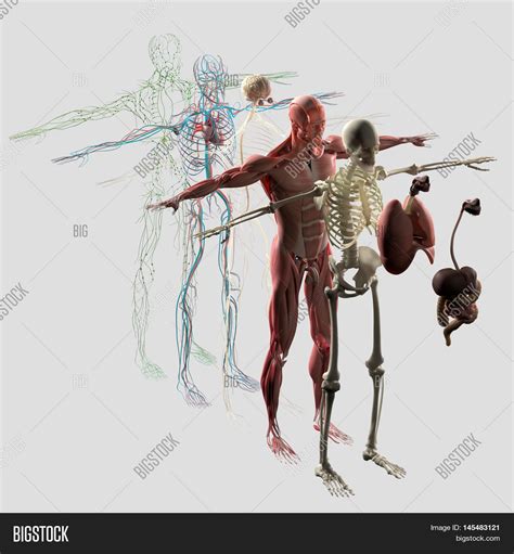 Human Anatomy Exploded Image And Photo Free Trial Bigstock
